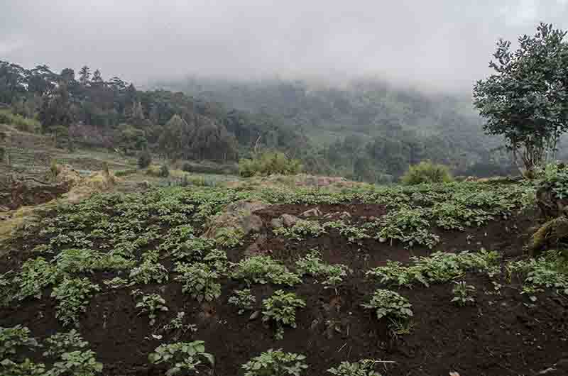 17 - Ruanda - parque nacional de los volcanes - paisaje